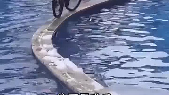 这平衡感太牛了