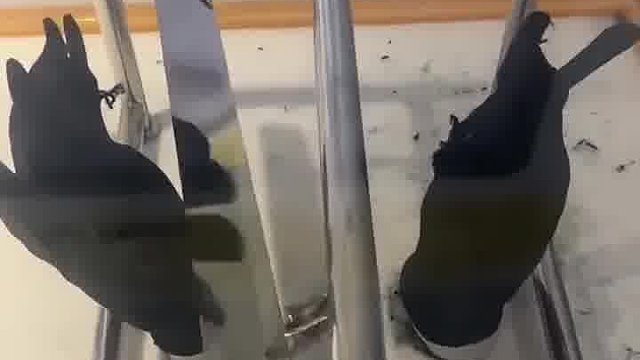 智商受到了侮辱！