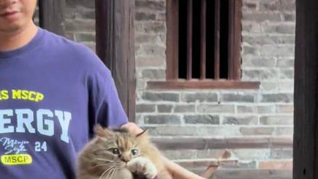 #猫咪的不服全写在脸上 #长毛狸花猫 #猫 #猫咪的迷惑行为 #猫咪日常