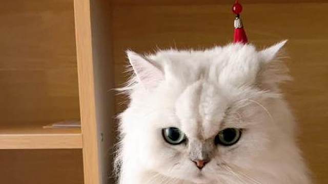 也不是非摸不可 #猫咪的不服全写在脸上 #猫咪的迷惑行为