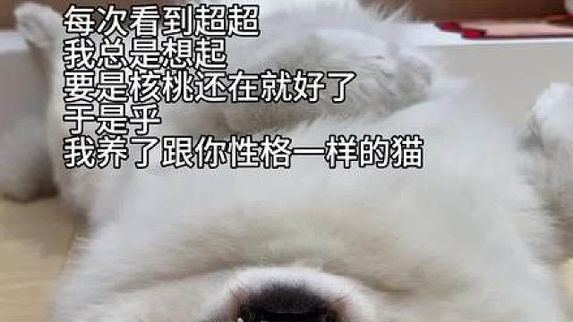 [超超与核桃](2026-04-23)发布的视频