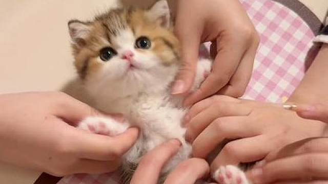 以防你没见过小猫扭肚皮！#萌宠出道计划 #小奶猫 #领先蓬蓬袋 #怕猫猫生病选领先