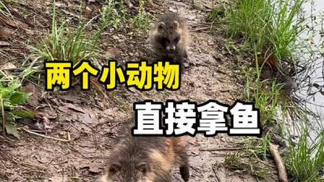两只野生动物打劫钓鱼佬 #钓鱼人 #野钓 #野生动物零距离