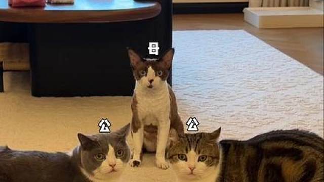 全家人申请加入德文受害者联盟#德文受害者联盟 #缺德猫 #万物可爱计划 #我和毛孩子的第n年