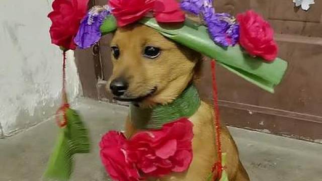 #中华田园犬大黄# 精神土狗#养狗的乐趣萌宠日常记录