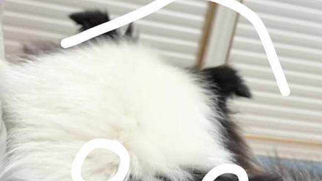 《完形填狗》 #gorgi #小狗日记 #边牧 #萌宠出道计划 #热门
