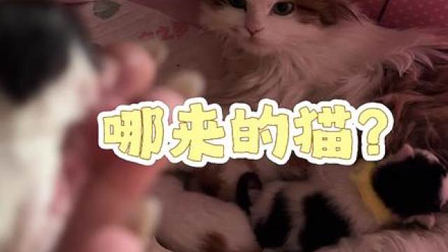 我一天天 真是离谱妈给离谱开门 离谱到家了#三花猫 #穗穗公主