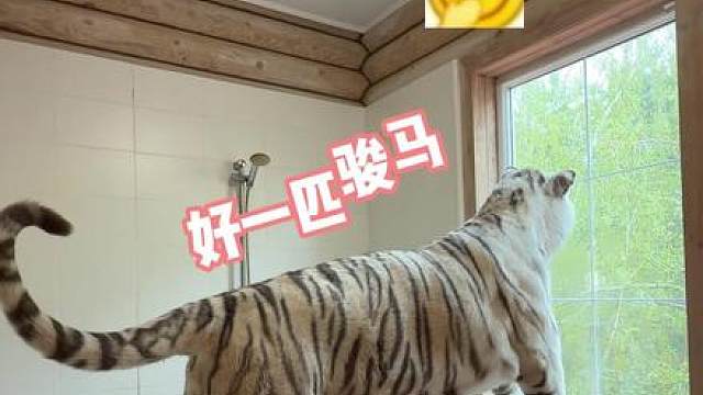 套马的汉子你威武雄壮～ #宫百万#白虎