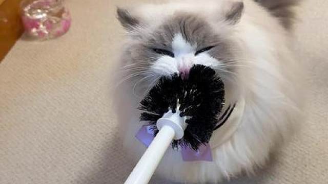 家政女王福猪猪又添新宠 #万物可爱计划 #给春日养宠支个招