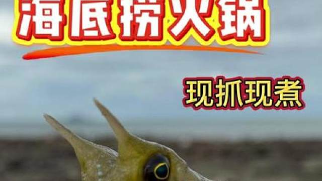 海边觅食，现抓现吃