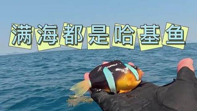满海都是哈基鱼啊！