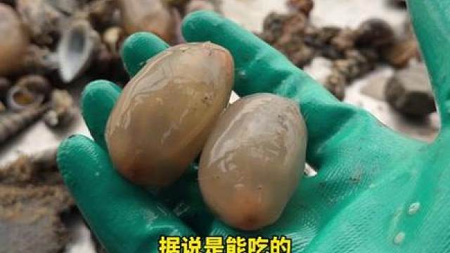 今天我们出海打捞花螺，看看能从海底下拖上来什么海鲜？