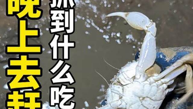 晚上去废弃的蚝桩赶海，抓到什么就吃什么，还抓到一条大的沙毛鱼
