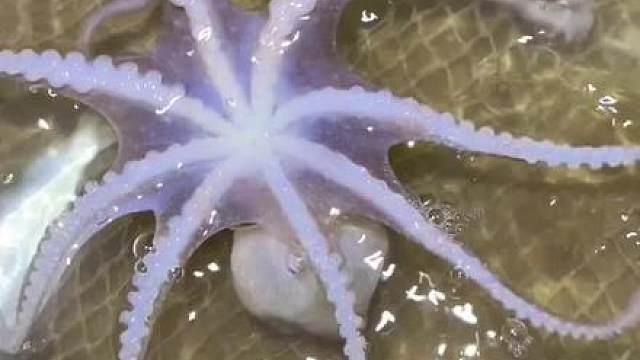 来咯来咯，又来海田赶海觅食咯！今年的海兔来的比往年都要晚一些，但是总算等到它了！