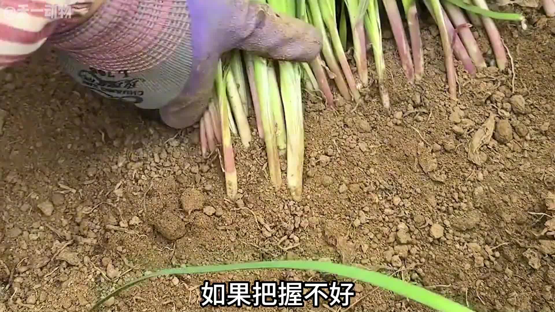 割韭菜其实一一门技术活！