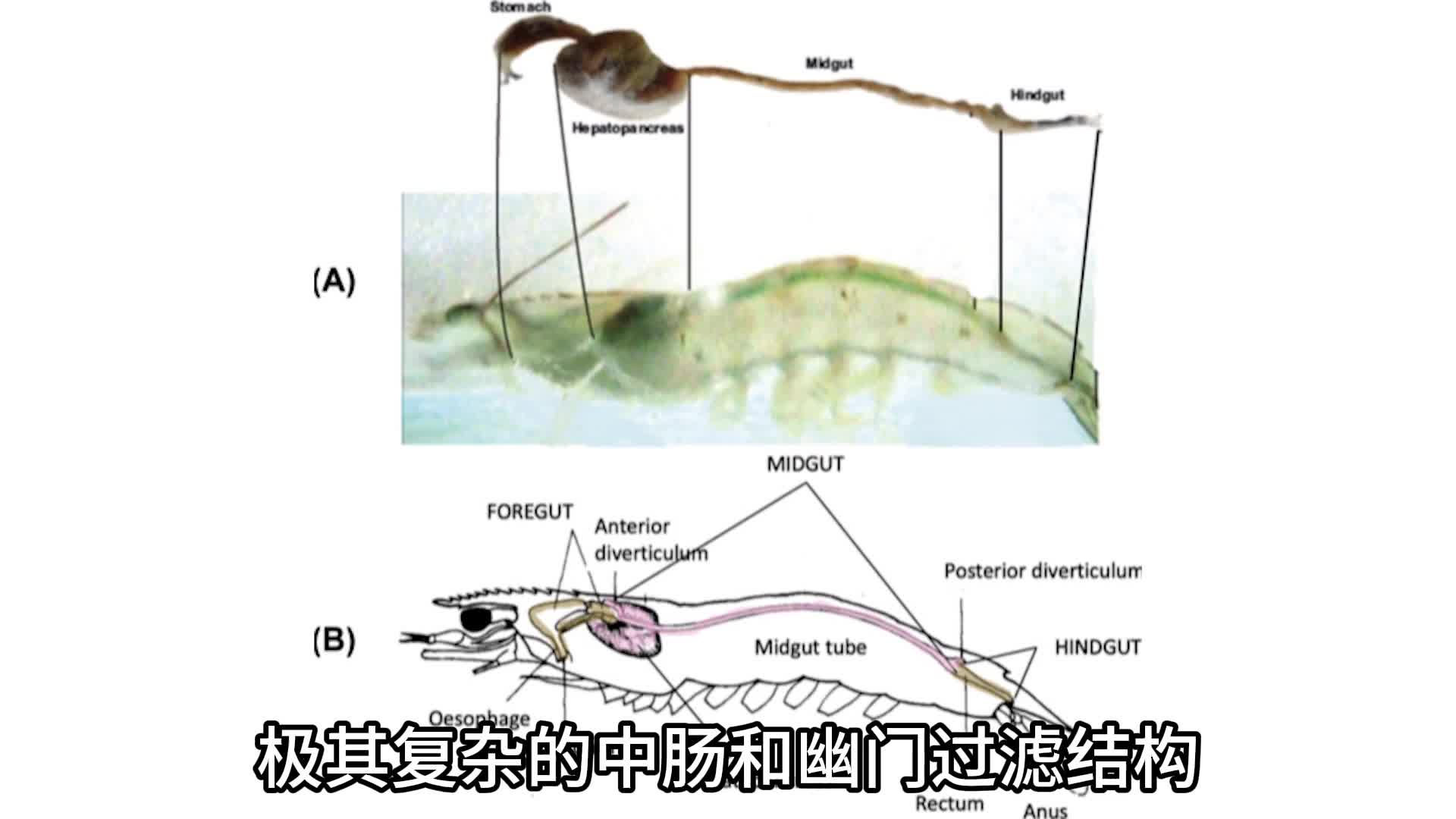 用芥末真的能让虾自己吐出虾线吗？