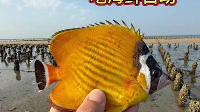 带狗赶海，吃海鲜自助