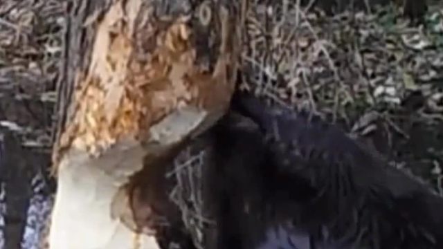 巨型河狸破坏森林乱砍乱啃被小哥用陷阱成功抓捕