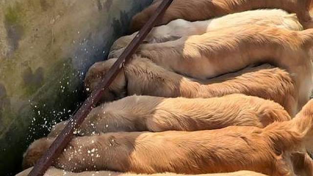 排队喝水水