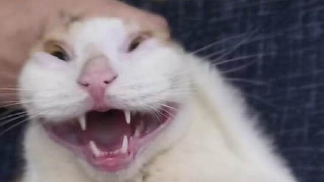 关注永雏塔菲谢谢喵