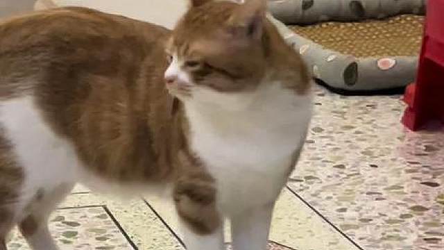 （平替找他） 小夹子