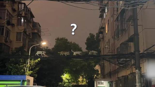 ？ 你们去哪……