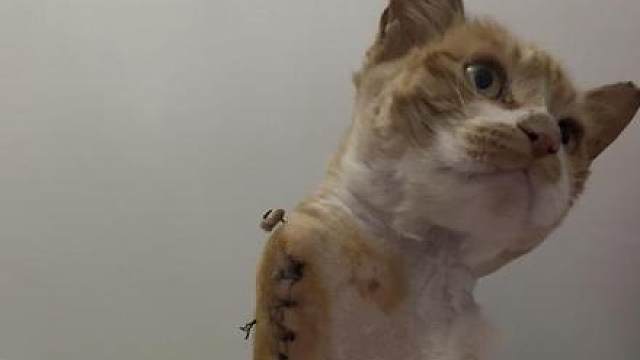 哎呀咪咪你也爱我吧，要不然怎么不说话 厉害的三脚猫！我救助的流浪猫