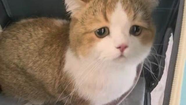 打完疫苗更委屈了