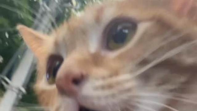 啊哦