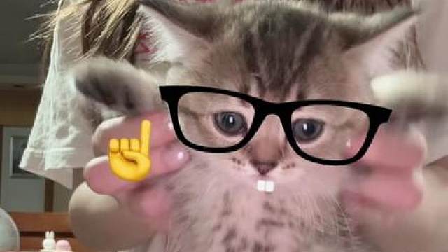 来看我的咪