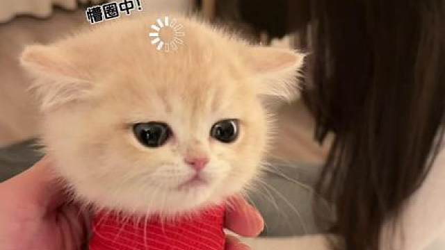 :人！你虫脆是个红蛋！