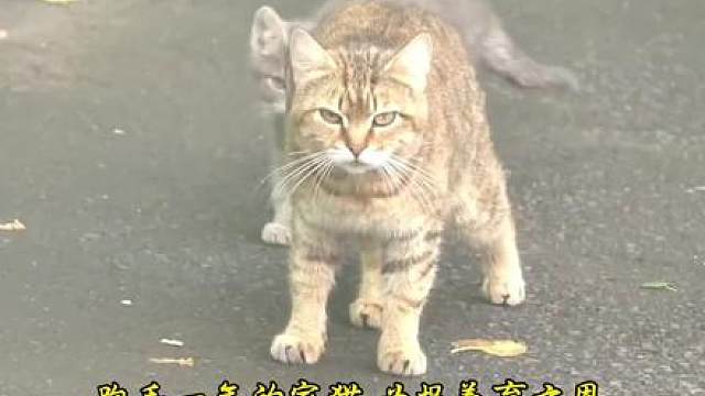 猫妈一脸嫌弃我不知足的样子..