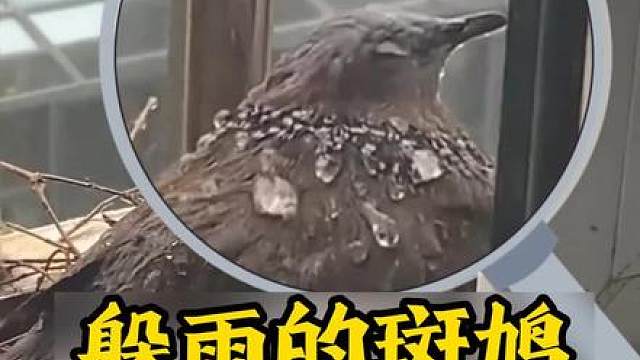 斑鸠在阳台躲雨却不肯进屋，女人用爱和关怀消除隔阂！ 