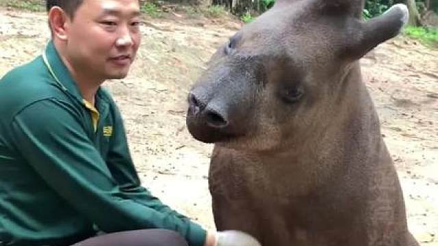 长隆动物园驭兽宗总部的含金量还在上升