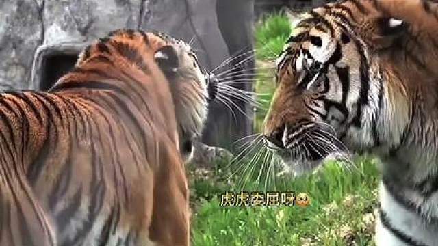 虎虎好委屈呀｡(᷄᷅)｡