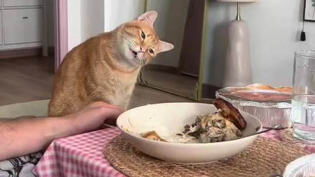 猫：一定很好吃！