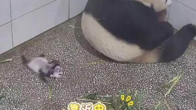 小熊猫找妈妈这也太可爱了呀