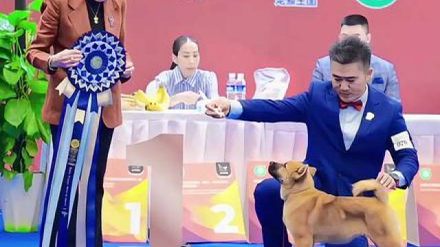 别人都不看好你，偏偏你最争气，“中华田园犬”碾压世界名犬，登顶全球第一！