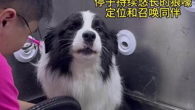 第一次见，停子用狼嚎召唤同伴