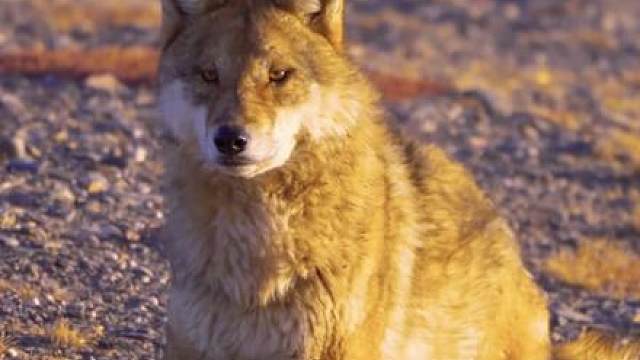 犬科种类真不少，哪些动物属于狼？犬科分类