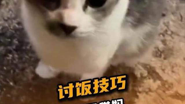 猫妈：乖 你去小孩那桌要