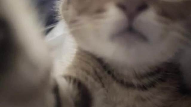 怼脸咪