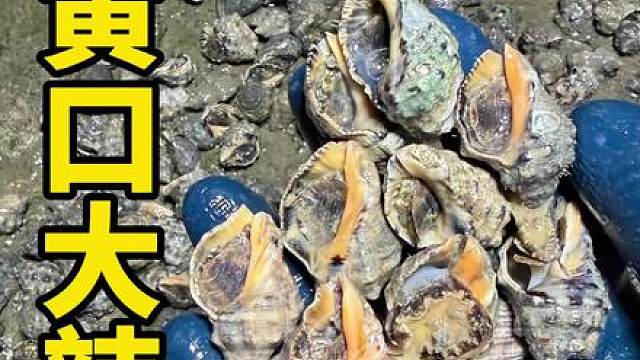 今天赶海捅了辣螺的窝，这些黄口大辣螺个头实在太大了！
