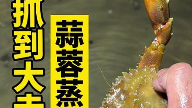 遇上难得一见超级大退朝，抓到超大赤甲红，做蒜蓉蒸螃蟹太好吃！