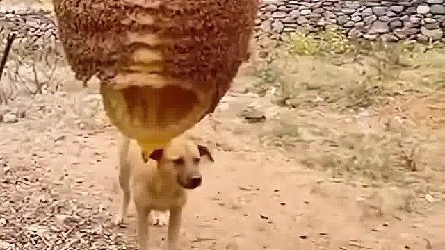 你咋这么贪吃呢
