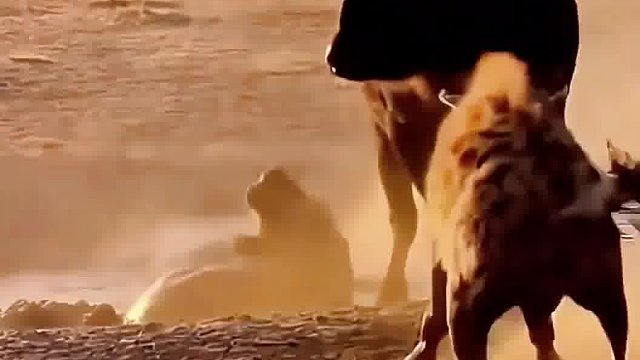 野牛大战鬣狗