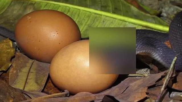食蛋蛇：你见过吞蛋的蛇吗？食蛋蛇能完成吞蛋奇迹吗？