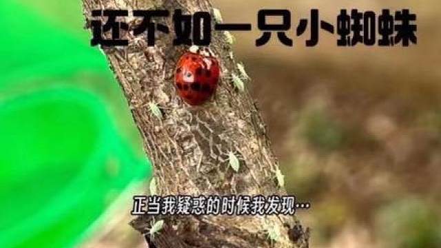 瓢虫大队攻势十分凶猛 却还不如一只小蜘蛛 不吃害虫就叠罗汉 这蜘蛛我喜欢