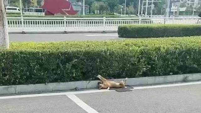 原来我早就看过黄站长无忧无虑的样子。没想到它突然了。
