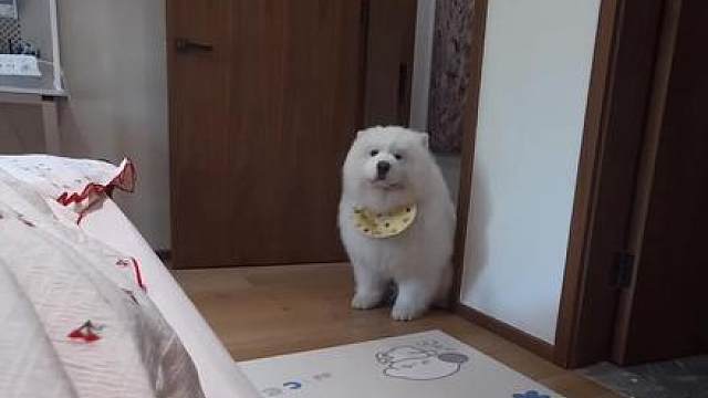 跟小狗独处的一天